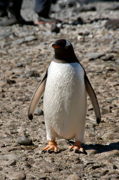 braun bluff, erwachsene gentoo penguin zu fuß am strand - pebble gentoo penguin antarctica penguin stock-fotos und bilder