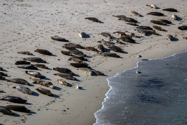istock Seals at the La Jolla Cove 895969702