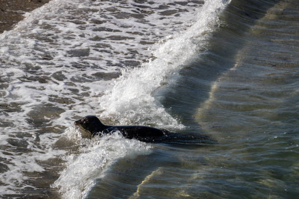 Seals at the La Jolla Cove