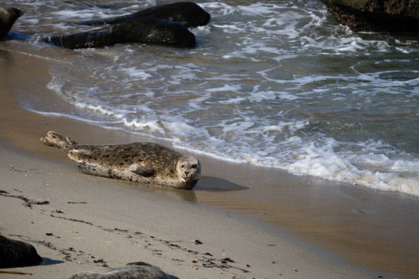 Seals at the La Jolla Cove