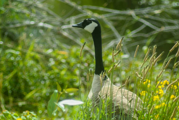 istock Goose looking left in tall grasses 895972628