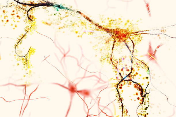 neuron forskning exploderande degenererade neuron nervsystemet forskning - amyloid bildbanksfoton och bilder