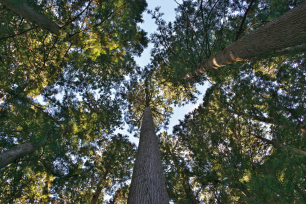 istock Cryptomeria japonica 895988850
