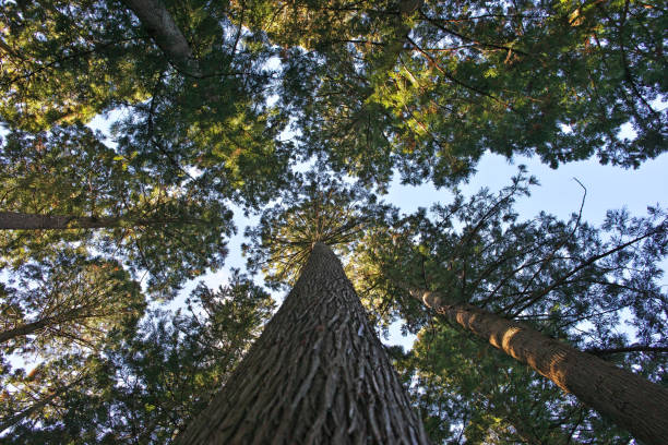 istock Cryptomeria japonica 895988934
