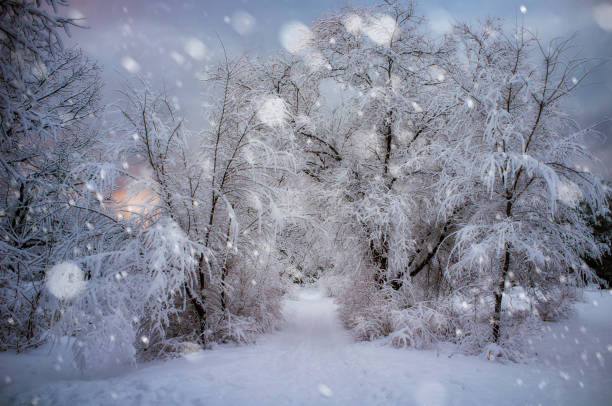 istock Winter fairy tale.Christmas. 895994494