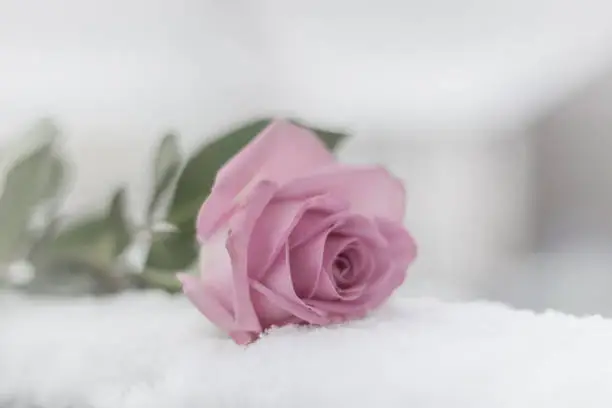 single pink rose on a snow surface