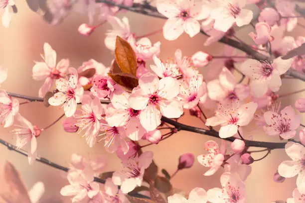 blooming pink spring branch