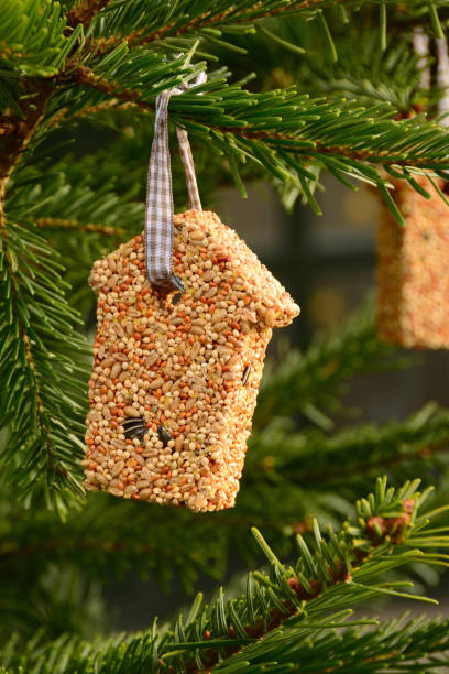 istock Bird seed in house shape hanging in a Christmas tree. 896002996