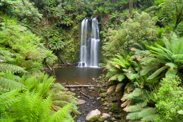 Close-up view of a fresh jungle stream flowing rapidly through dense green tropical foliage. High quality nature concept for travel, eco-tourism, environment, or wellness promotion.