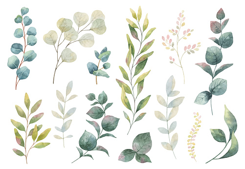 Hand drawn vector watercolor set green herbs, wildflowers and spices. Floral background for design of natural food, kitchen, market, textiles, decorations. Beautiful rustic card on white backdrop.