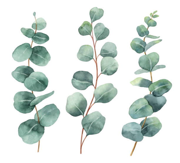 illustrations, cliparts, dessins animés et icônes de peint à la main aquarelle vecteur sertie de branches et de feuilles d’eucalyptus. - eucalyptus