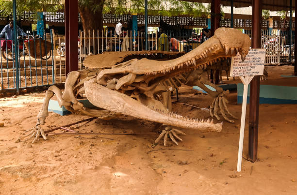 skeleton of Dinosaur Sarcosuchus imperator , Niamey, Niger