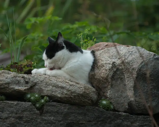 Cat resting on a stonewall.