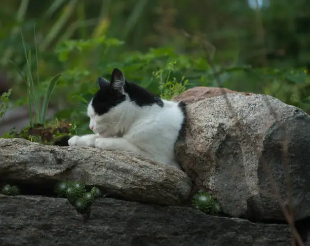 Cat resting on a stonewall.