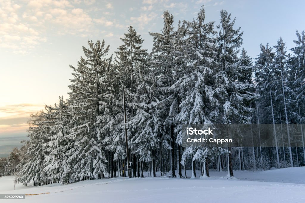 Beautiful winter forest with trees covered in snow Christmas Stock Photo