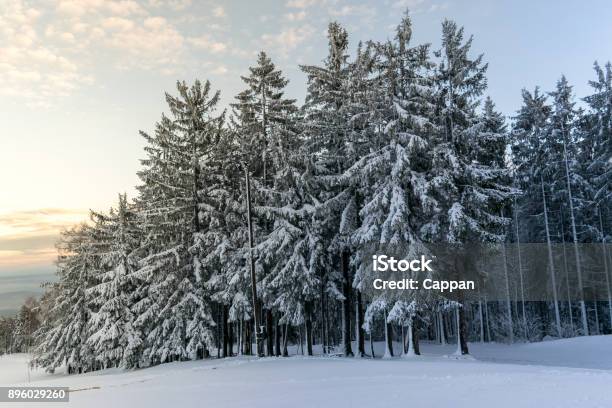 Beautiful Winter Forest With Trees Covered In Snow Stock Photo - Download Image Now - Christmas, Day, Forest