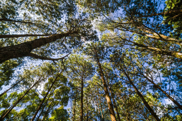 istock Pine larch forest with sunlight blue sky on high mountain 896032568