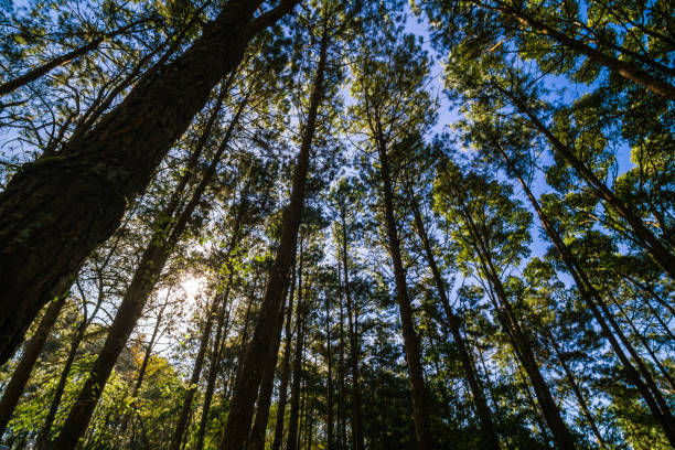 istock Pine larch forest with sunlight blue sky on high mountain 896032606