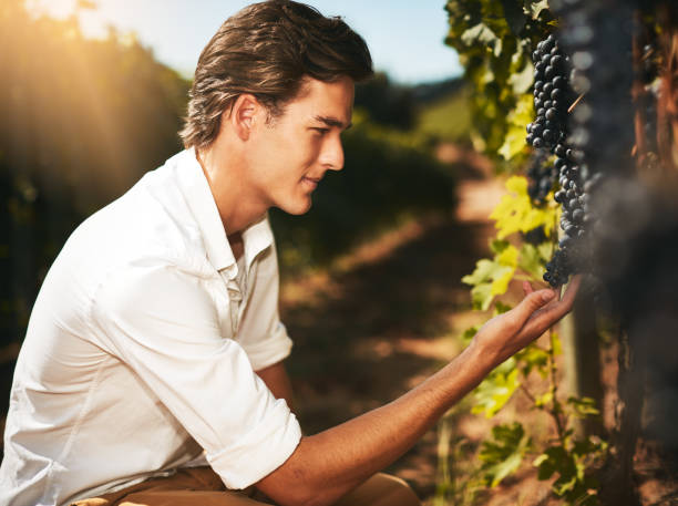 Handsome young man checking red grapes in vineyard