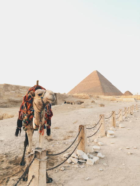 낙 타 amd 피라미드 - egypt camel pyramid shape pyramid 뉴스 사진 이미지