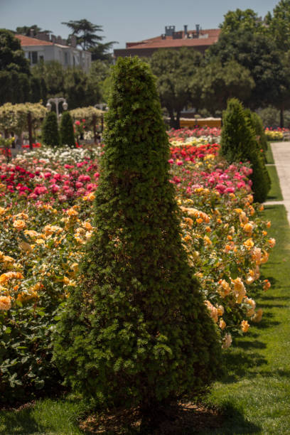 istock Blooming beautiful colorful roses in the garden 896049864