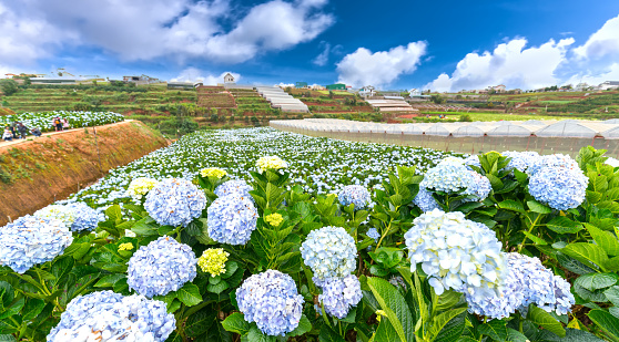 Panoramic view of the field of hydrangea flowers seen from above on the morning of winter with thousands of flowers blooming beautiful hills to see the beautiful hills.