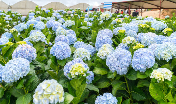 istock Field hydrangeas with hundreds flowers blooming all hills beautiful winter morning 896062520