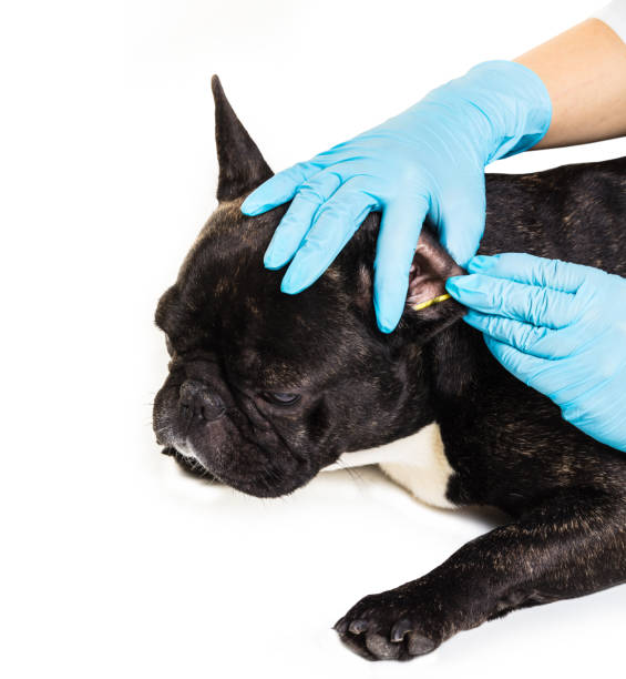 istock French bulldog making a cleaning ears 896062566