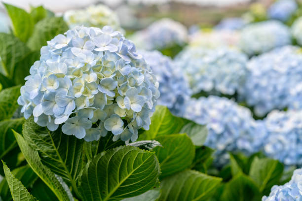 primer plano de hortensias con cientos de flores floreciendo las colinas - hydrangea fotografías e imágenes de stock