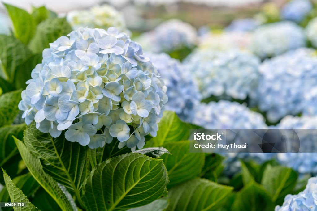 Close-up of hydrangeas with hundreds of flowers blooming all the hills Close-up of hydrangeas with hundreds of flowers blooming all the hills in the beautiful winter morning to see. Hydrangea Stock Photo