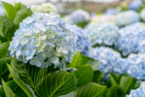Close-up of hydrangeas with hundreds of flowers blooming all the hills stock photo