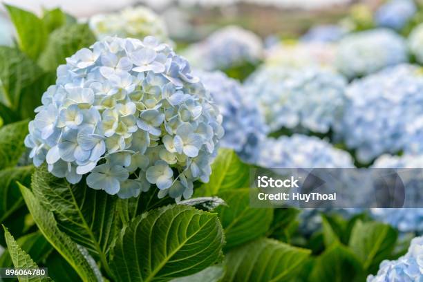 Closeup Of Hydrangeas With Hundreds Of Flowers Blooming All The Hills Stock Photo - Download Image Now