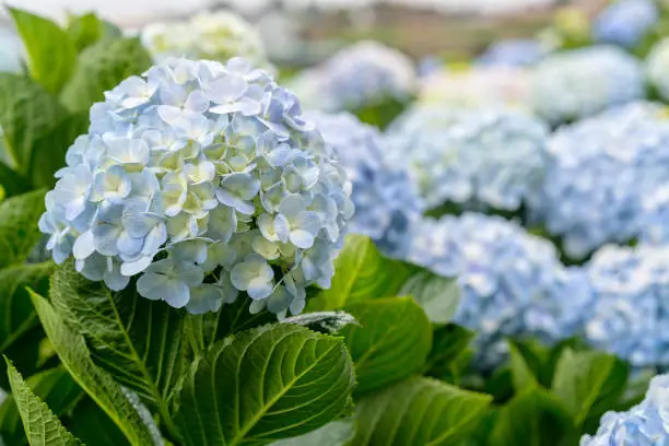 Photo of Close-up of hydrangeas with hundreds of flowers blooming all the hills