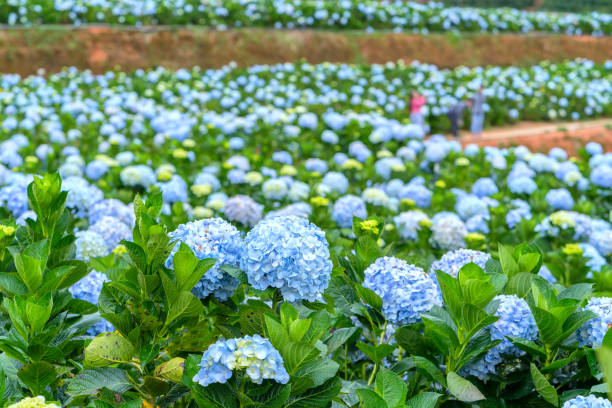 champs fleurs hortensias sur la colline du matin d’hiver magnifique. - hydrangea gardening blue ornamental garden photos et images de collection