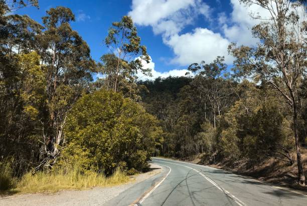 istock Gumtrees and a winding road on Australia 896068536