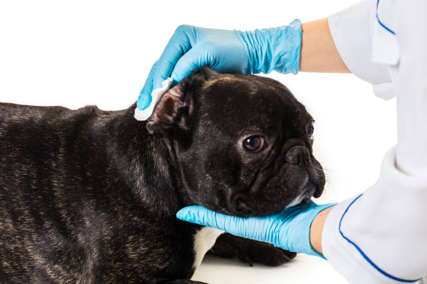 istock French bulldog making a cleaning ears 896068746