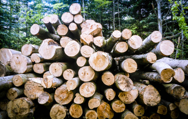 istock Woodpile at the forest edge 896068872
