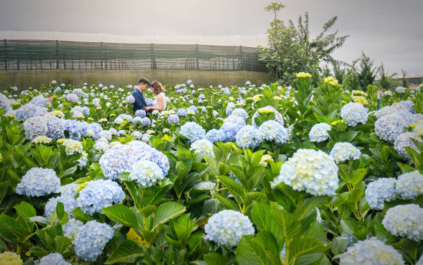 ortensie in fiore sul campo bella mattina d'inverno. - hydrangea gardening blue ornamental garden foto e immagini stock