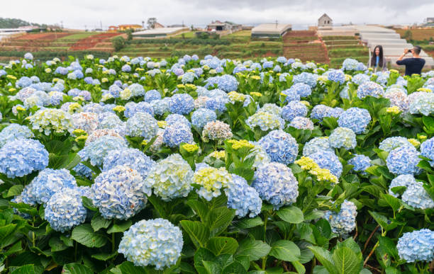 ortensie in fiore sul campo bella mattina d'inverno. - hydrangea gardening blue ornamental garden foto e immagini stock