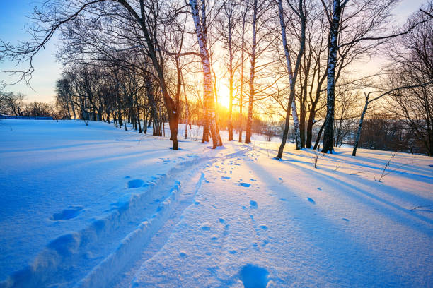 冬にスキーコースの森 - rural scene russia ski track footpath ストックフォトと画像