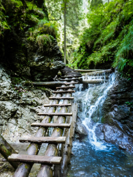 istock wooden bridge along a river 896074158