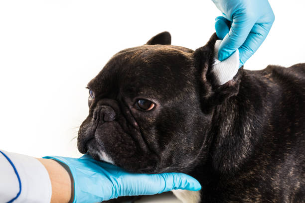 istock French bulldog making a cleaning ears 896076274