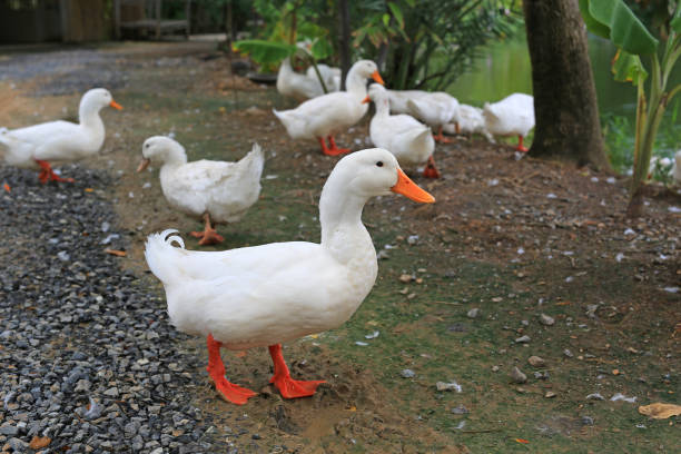 istock White ducks near the pond. 896076338