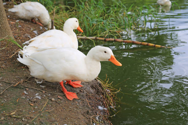 istock White ducks looking for food near the pond. 896076426