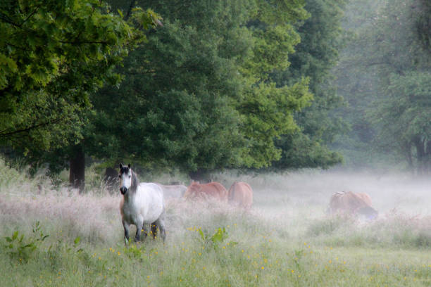 istock Horse in the fog 896076730