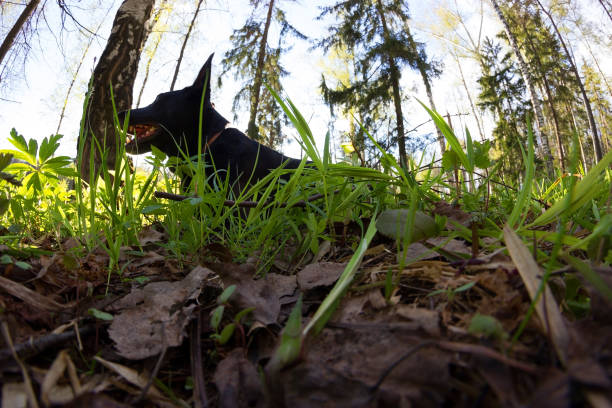 black dog lay in green grass. spring