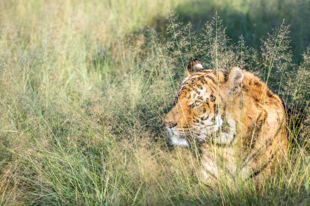istock Bengal tiger gazing through the grass (Panthera tigris tigris) 896082992