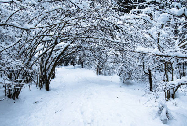istock winter scenery forest covered up with snow 896083878
