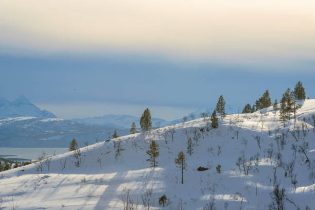 View on the Anderdalen nature reserve on Senja Island in Norway during a beautiful winter day.