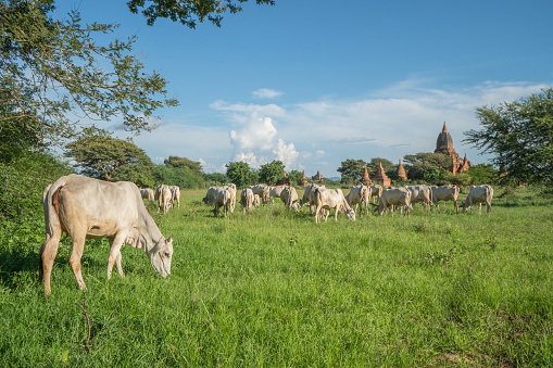 A cow with horns and a white face. The horns are large and pointy